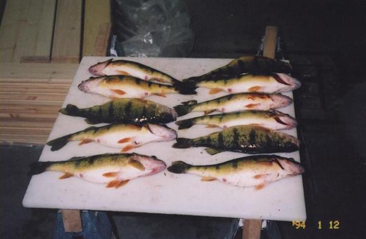 Fishing on Woman Lake at Evergreen Lodge Longville Minnesota
